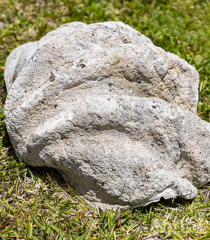 Marble Fountains  - Natural Fossilized Clam Shell - MF-2366