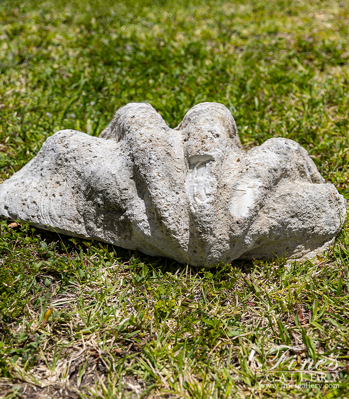 Marble Fountains  - Natural Fossilized Clam Shell - MF-2366