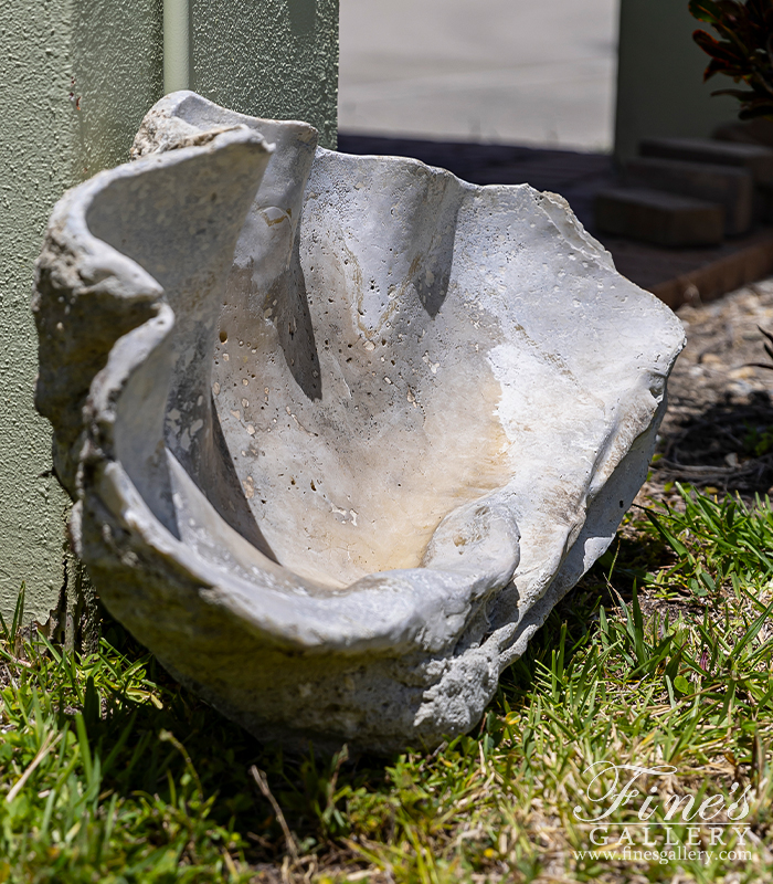 Marble Fountains  - Natural Fossilized Clam Shell - MF-2366