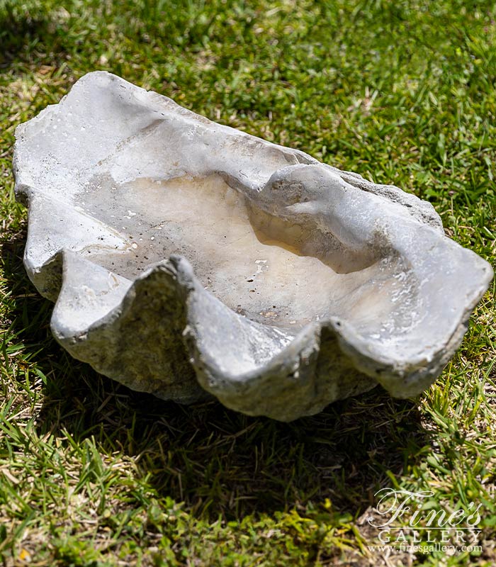 Natural Fossilized Clam Shell